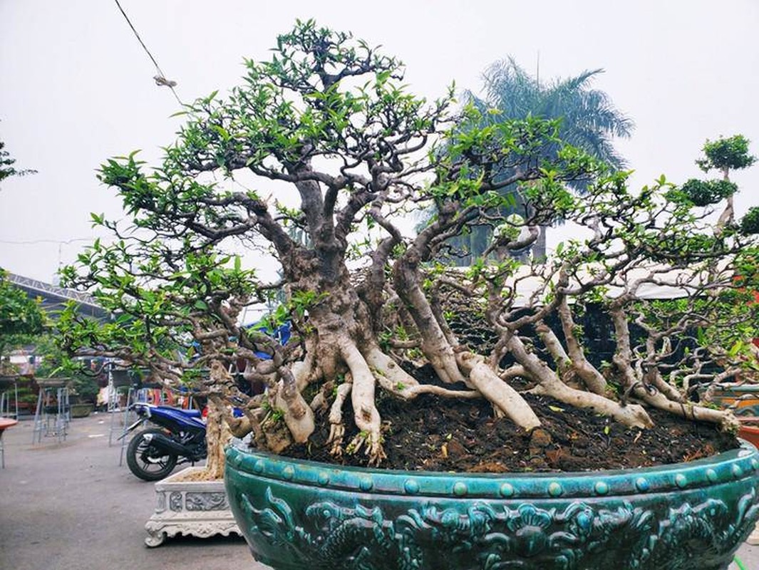 Dan bonsai the la xuong pho “thach thuc” dai gia Ha Noi-Hinh-2