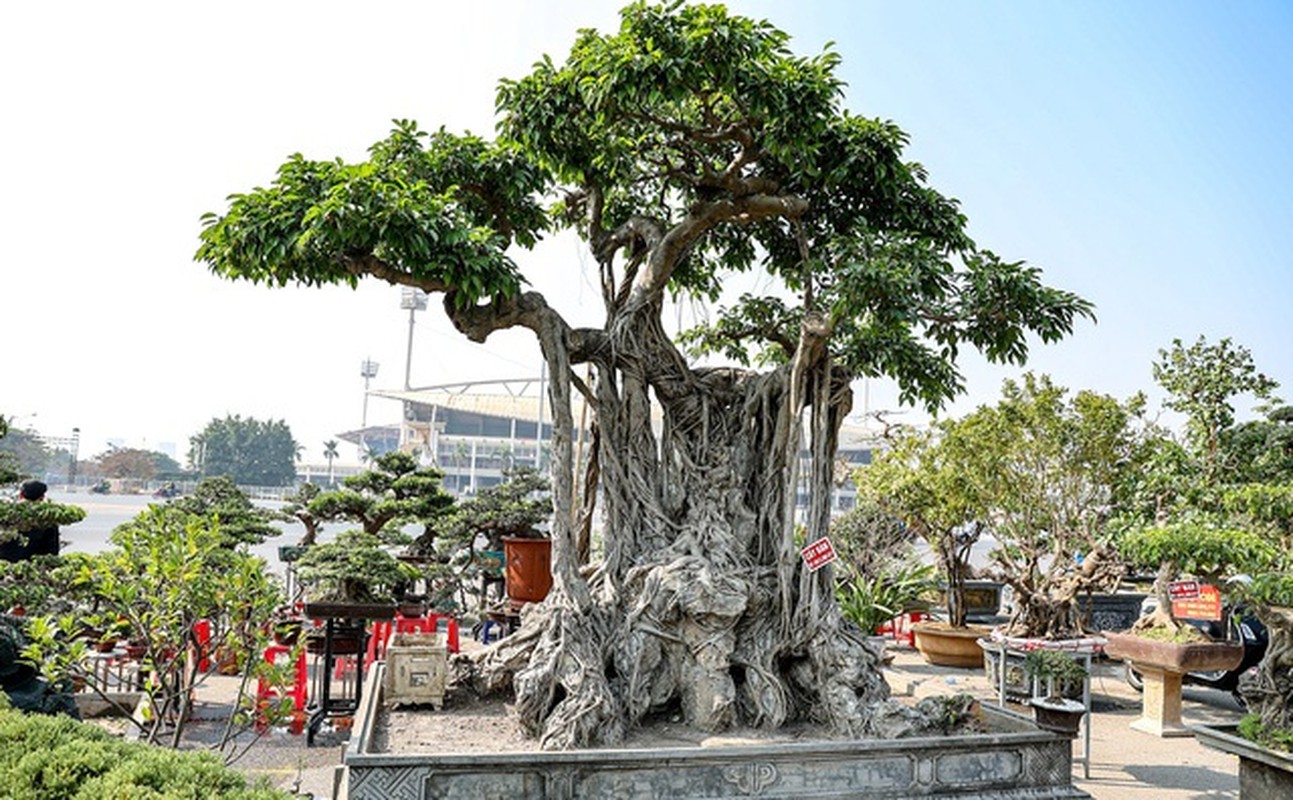Dan bonsai the la xuong pho “thach thuc” dai gia Ha Noi-Hinh-5