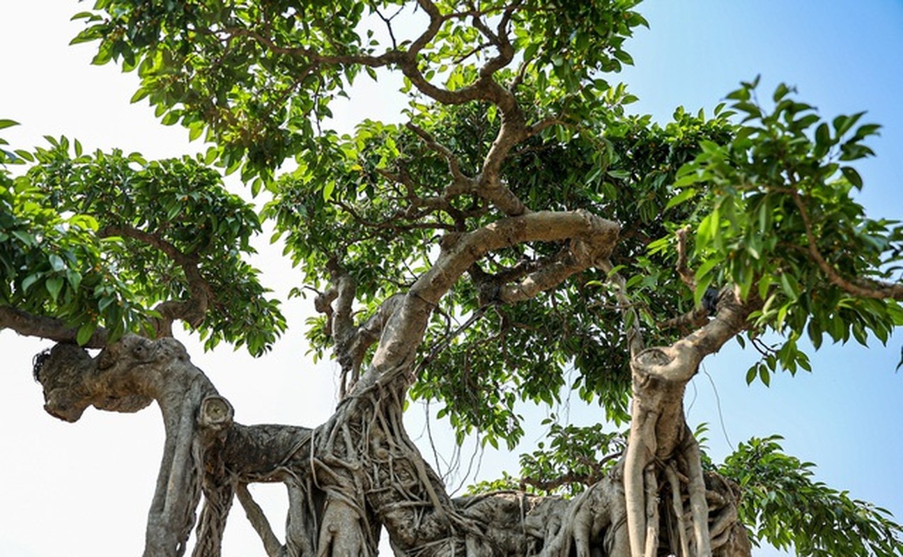 Dan bonsai the la xuong pho “thach thuc” dai gia Ha Noi-Hinh-6