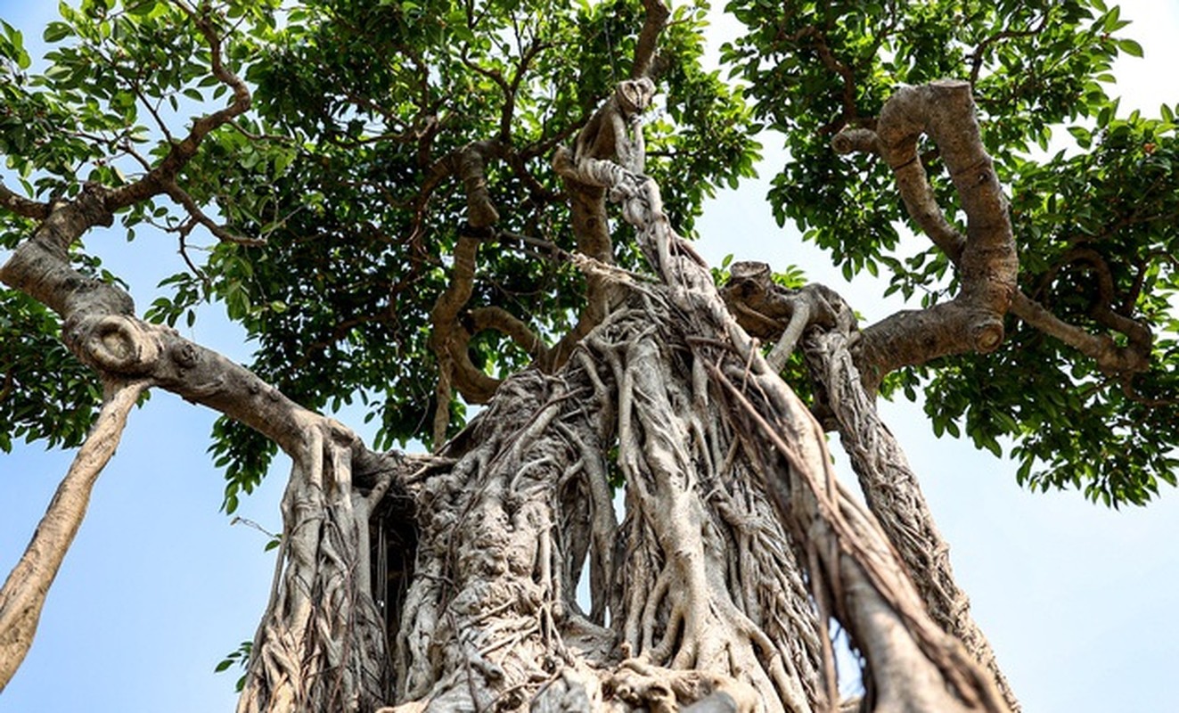 Dan bonsai the la xuong pho “thach thuc” dai gia Ha Noi-Hinh-7