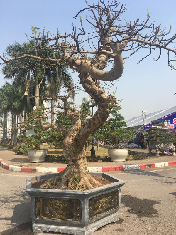 Dan bonsai the la xuong pho “thach thuc” dai gia Ha Noi-Hinh-8