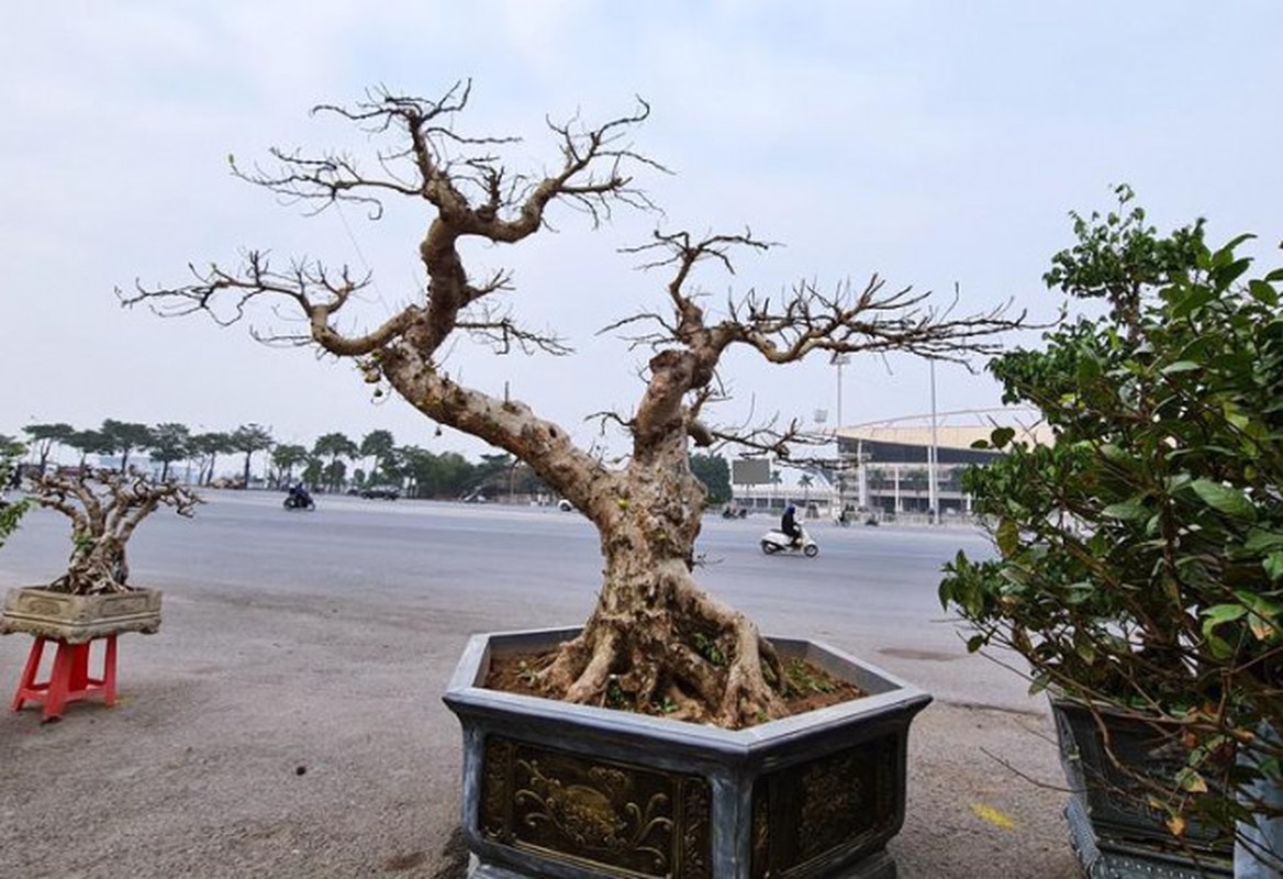 Dan bonsai the la xuong pho “thach thuc” dai gia Ha Noi-Hinh-9