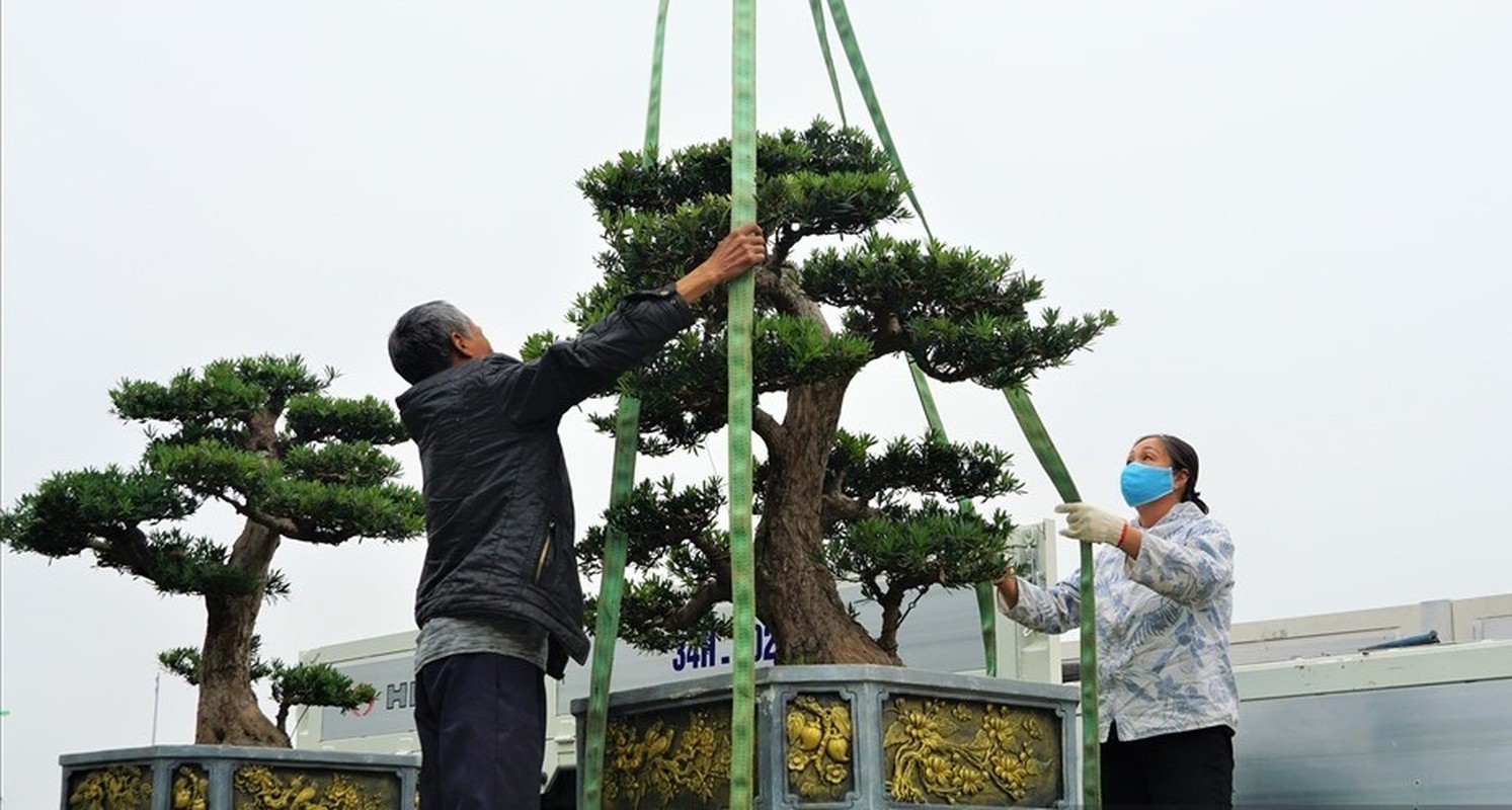 Dan bonsai the la xuong pho “thach thuc” dai gia Ha Noi