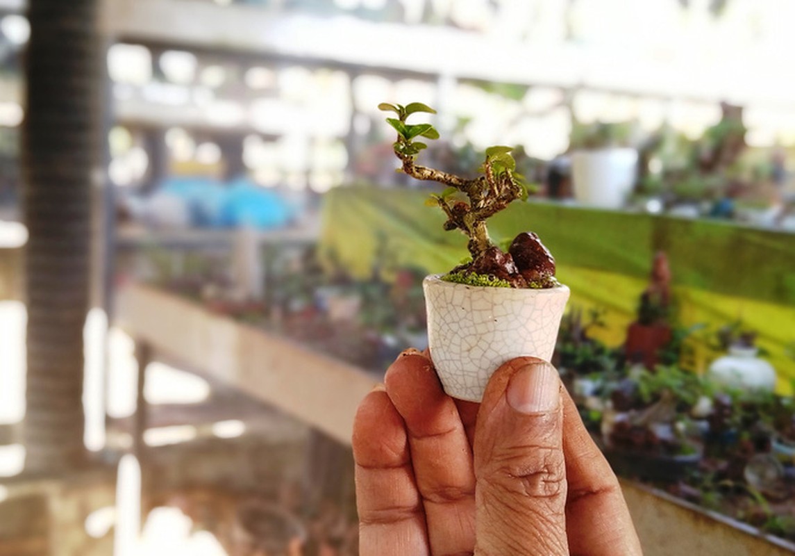 2 vườn cây cảnh bonsai ở Quảng Nam và Khánh Hòa có gì độc đáo mà xác lập kỷ lục ở Việt Nam? - Ảnh 10.