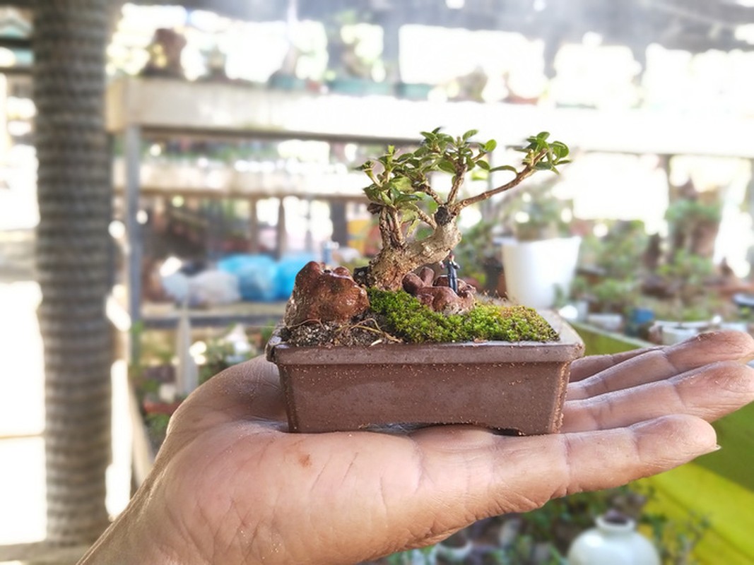 2 vườn cây cảnh bonsai ở Quảng Nam và Khánh Hòa có gì độc đáo mà xác lập kỷ lục ở Việt Nam? - Ảnh 9.