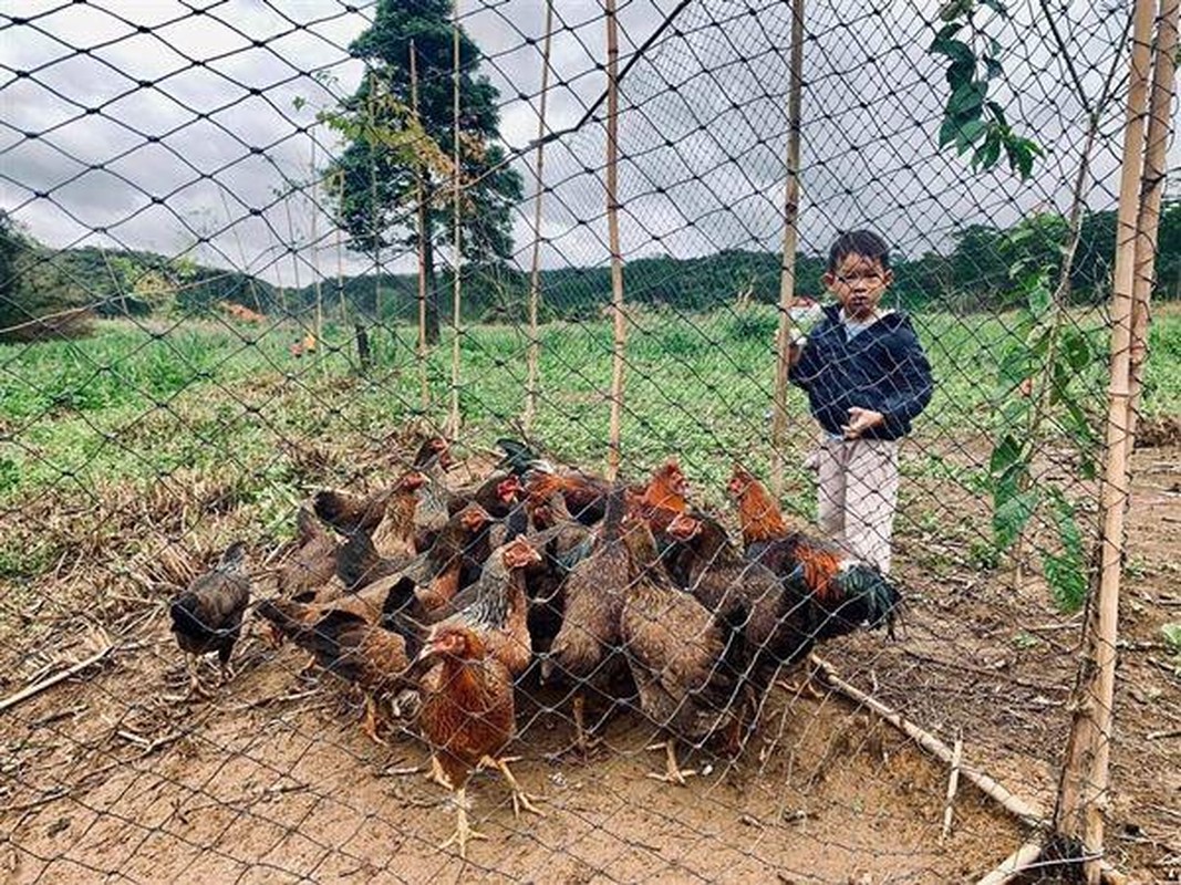 Man nhan khu vuon trong rau nuoi ga cua Ly Hai - Minh Ha o ngoai o-Hinh-7