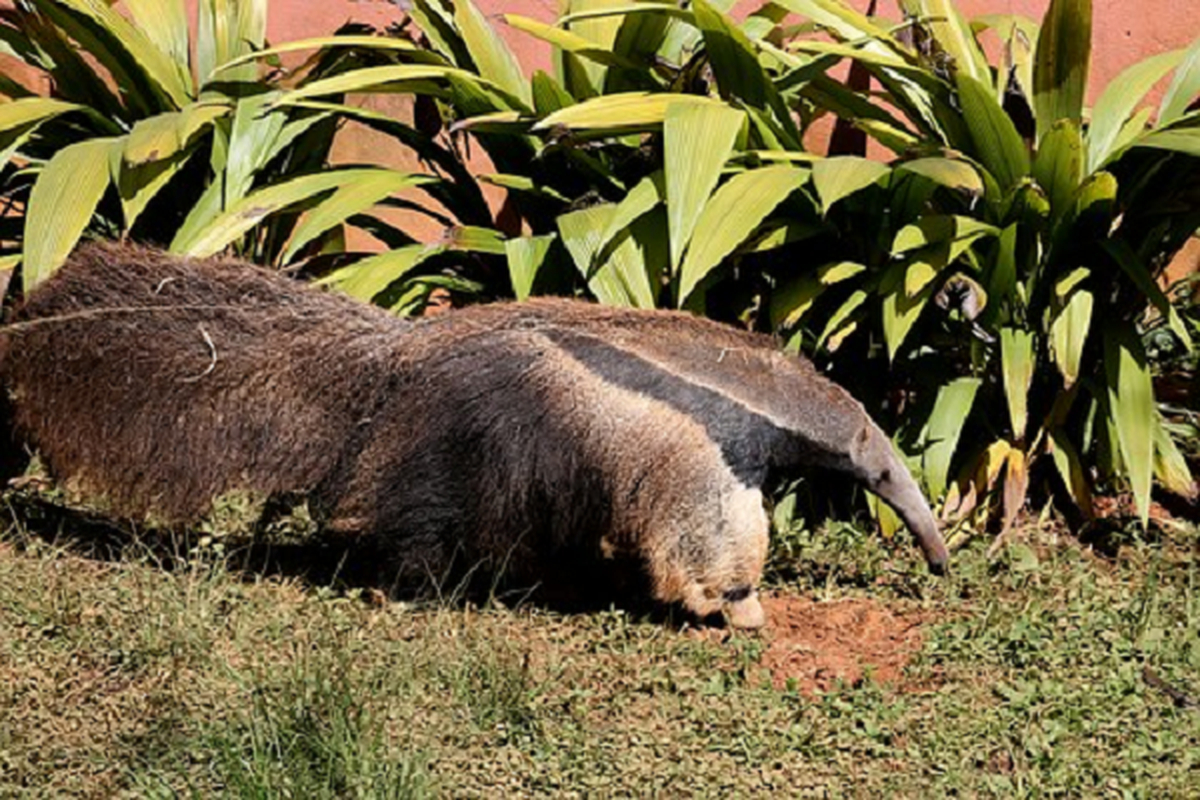 Giai ma chiec luoi dai va ve be ngoai ky di cua gau an kien-Hinh-7