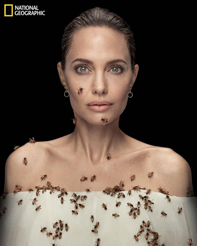 Loai ong nguy cap sao khien Angelina Jolie ba ngay khong tam de tuyen truyen