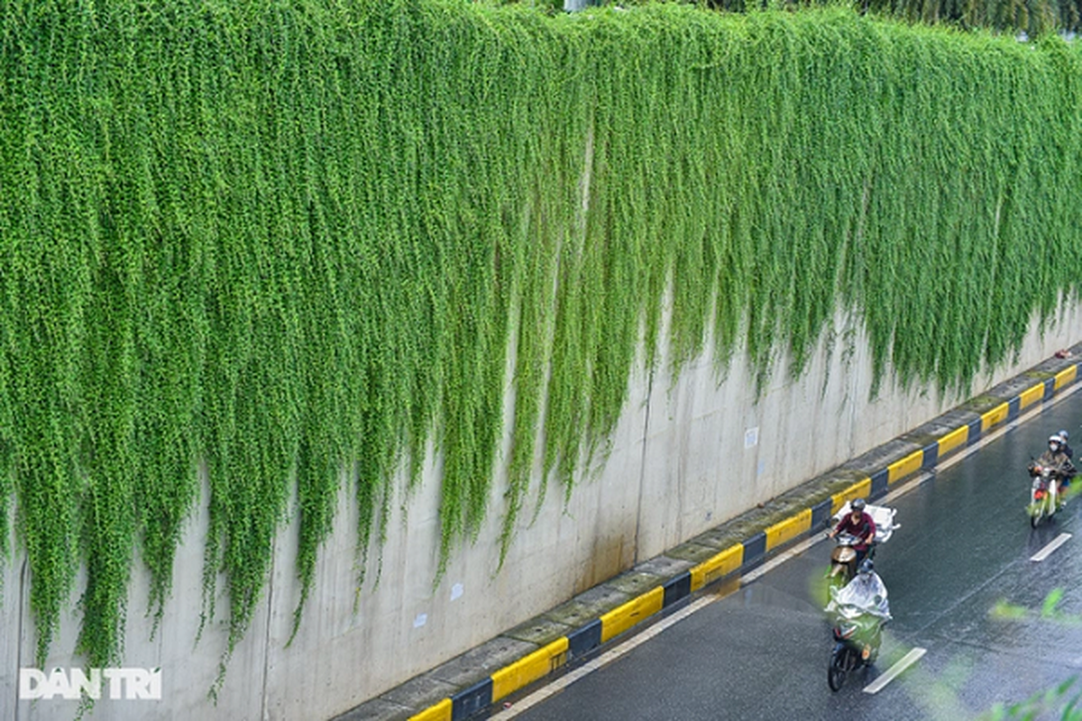 Con đường “bức tường xanh” đẹp như trên phim ở Hà Nội - Hình 10 Con duong “buc tuong xanh” dep nhu tren phim o Ha Noi-Hinh-10