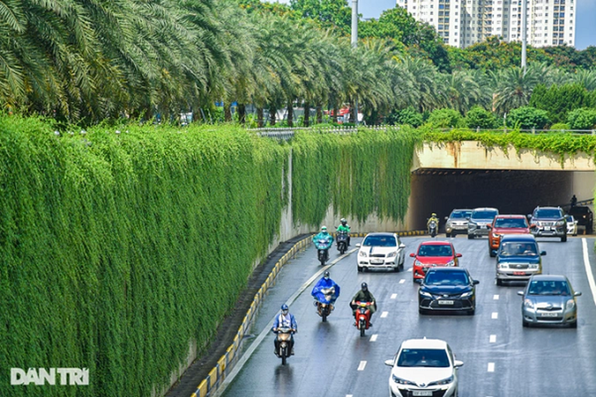 Con đường “bức tường xanh” đẹp như trên phim ở Hà Nội - Hình 3 Con duong “buc tuong xanh” dep nhu tren phim o Ha Noi-Hinh-3