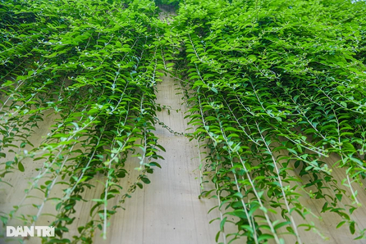 Con đường “bức tường xanh” đẹp như trên phim ở Hà Nội - Hình 6 Con duong “buc tuong xanh” dep nhu tren phim o Ha Noi-Hinh-6