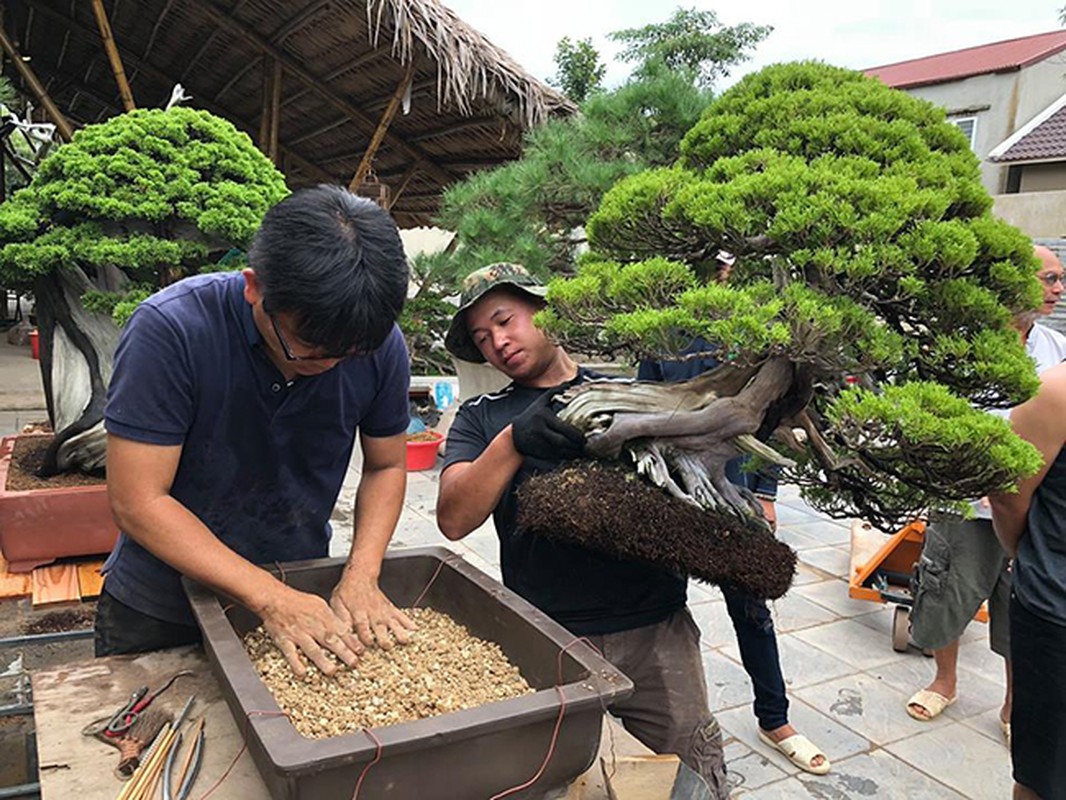 Hoa mat vuon bonsai Nhat tien ty giua dat Bac Giang-Hinh-2