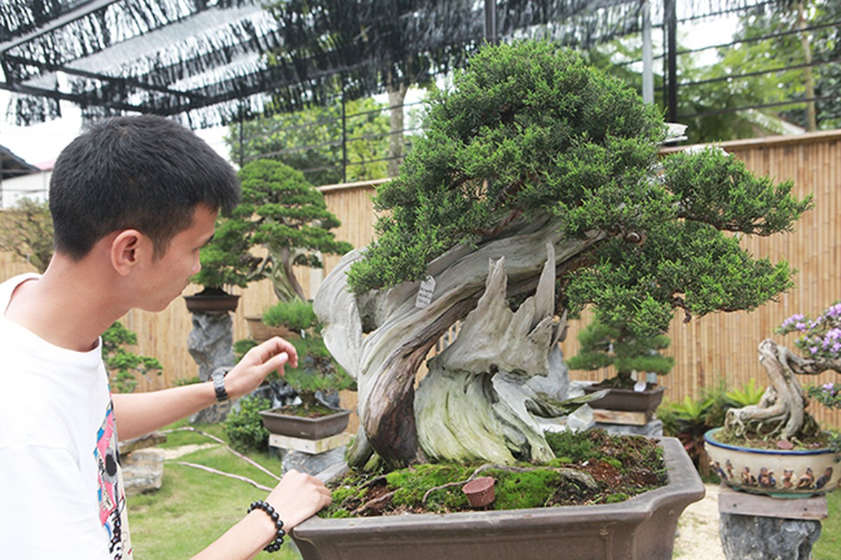 Hoa mat vuon bonsai Nhat tien ty giua dat Bac Giang-Hinh-6