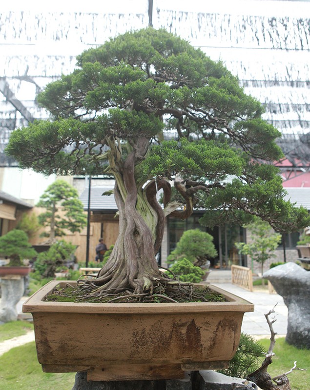 Hoa mat vuon bonsai Nhat tien ty giua dat Bac Giang-Hinh-8