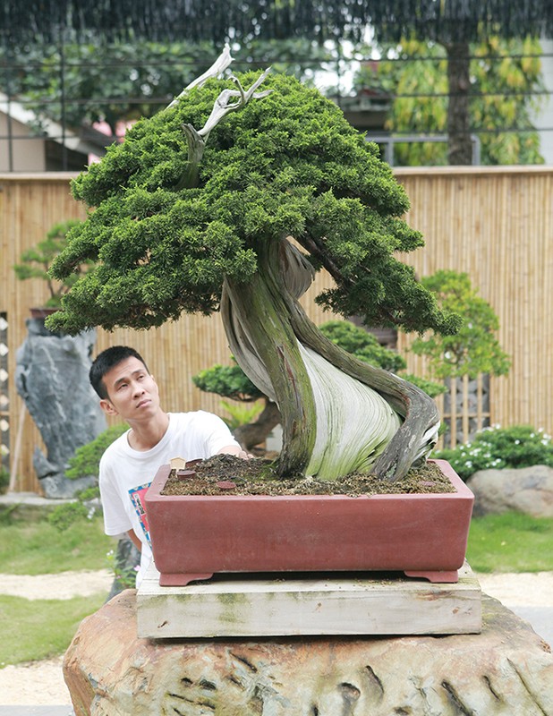 Hoa mat vuon bonsai Nhat tien ty giua dat Bac Giang-Hinh-9